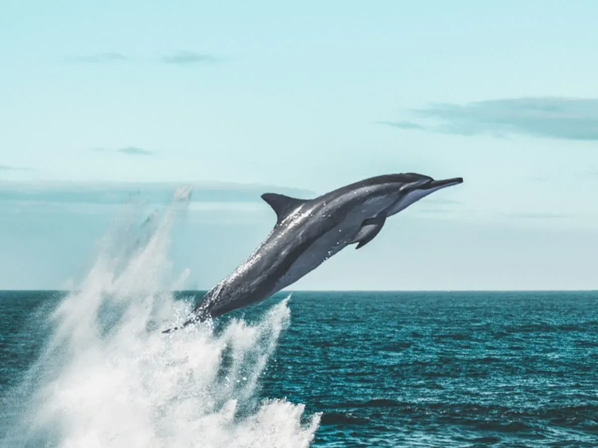 dolphin jumping from the water