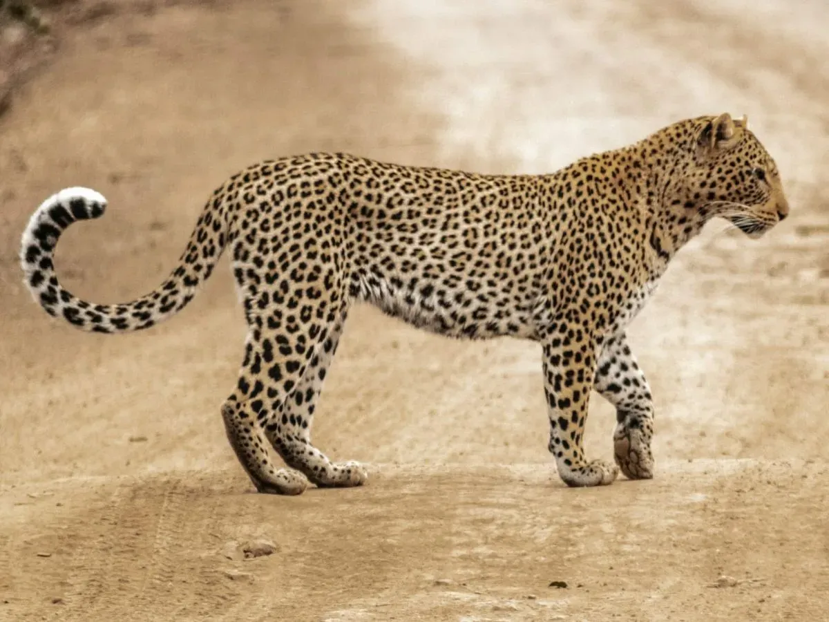 leopard close-up