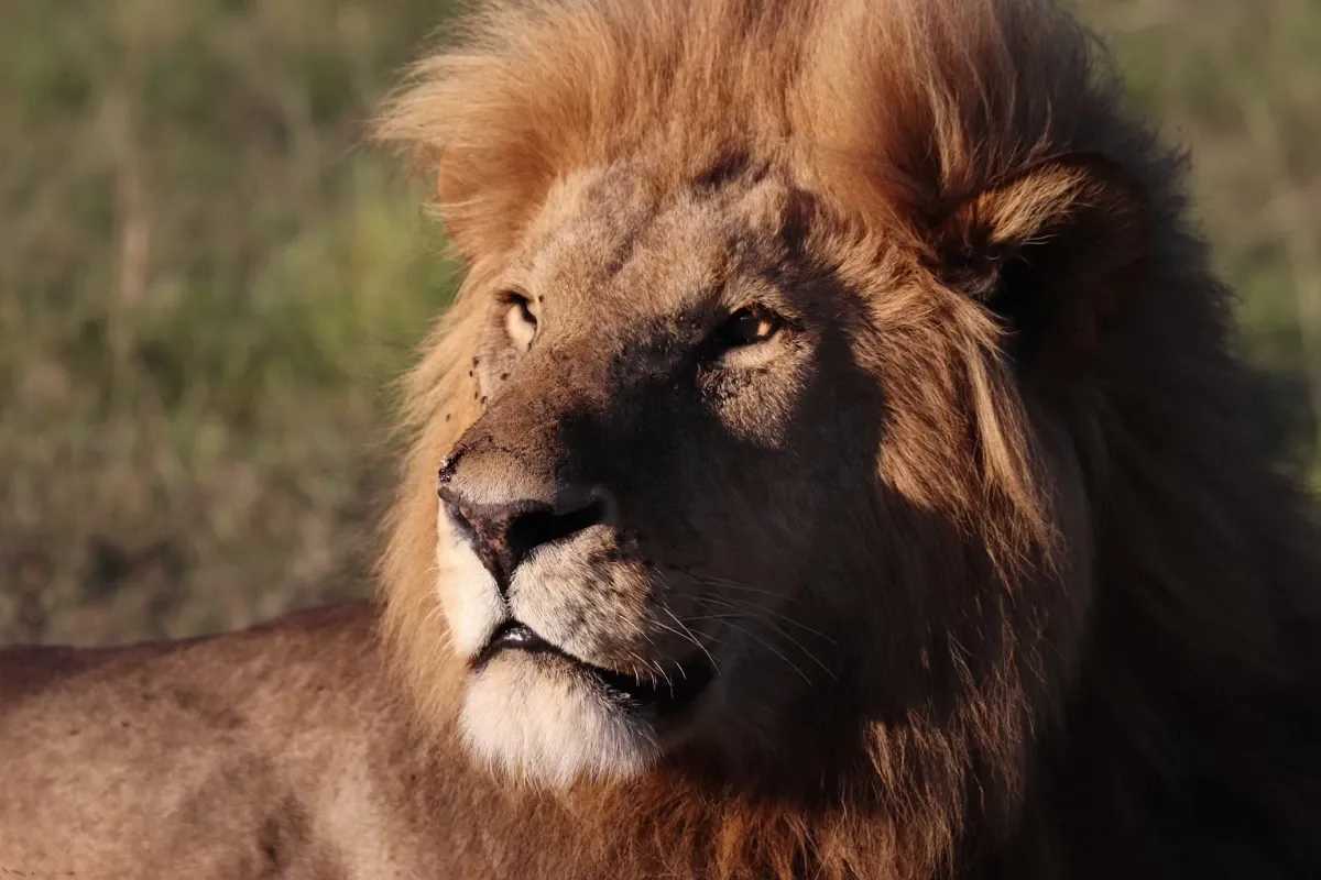 male lion close-up